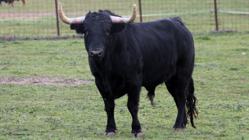 Valdefresno, une ganaderia phare des années 2000 délaissée par les ferias françaises