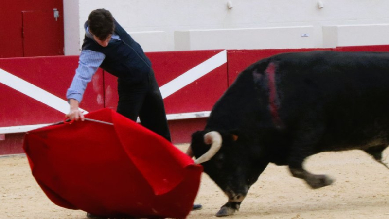 Une tienta de machos décisive pour l’avenir de la ganaderia Margé