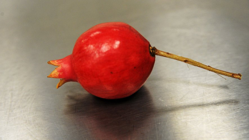 When pomegranate brings new perspectives to local agriculture