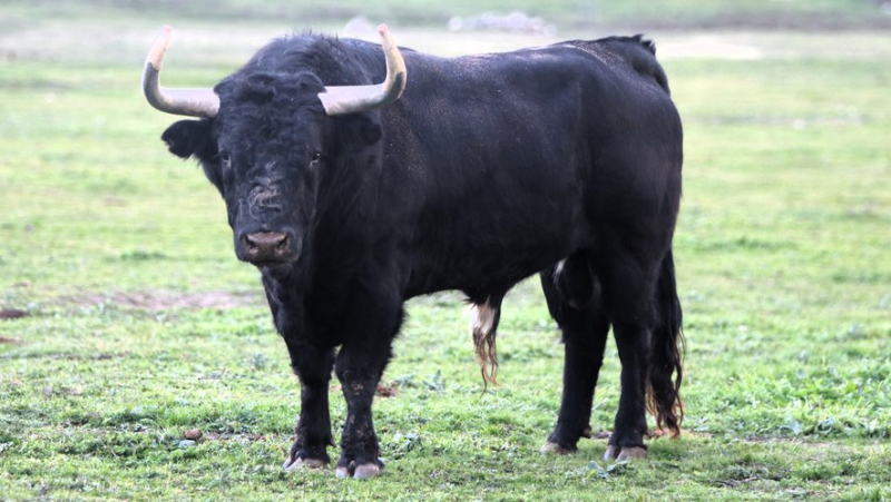 Valdefresno, une ganaderia phare des années 2000 délaissée par les ferias françaises