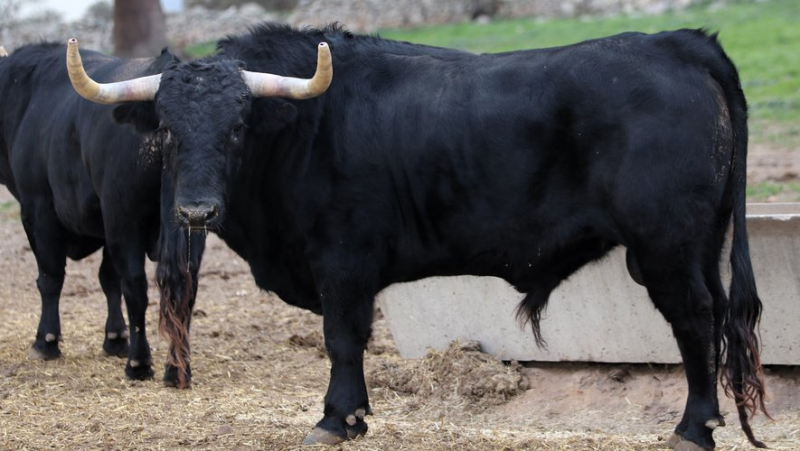 Valdefresno, a flagship ganaderia of the 2000s neglected by French ferias