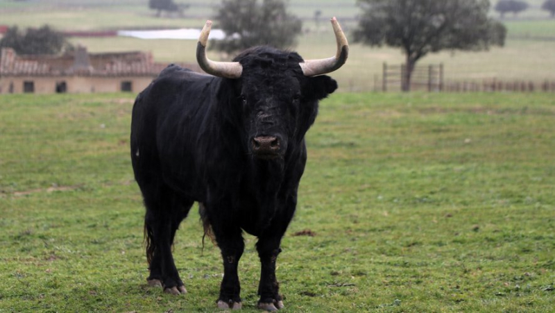 Valdefresno, une ganaderia phare des années 2000 délaissée par les ferias françaises