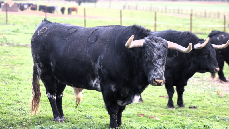 Valdefresno, une ganaderia phare des années 2000 délaissée par les ferias françaises