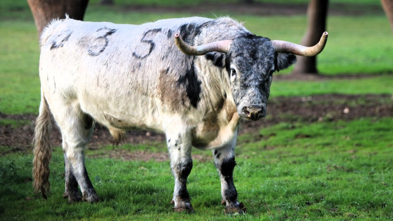 Valdefresno, une ganaderia phare des années 2000 délaissée par les ferias françaises