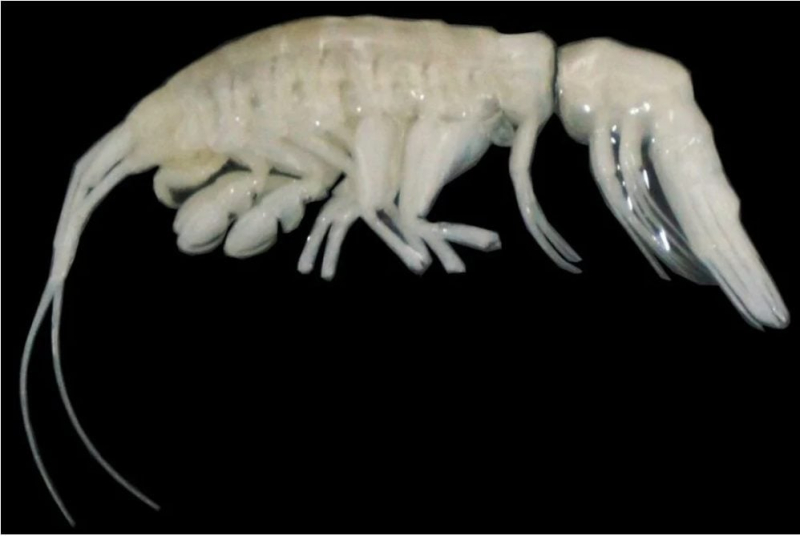 Scientists have discovered a fearsome new predator in the ocean depths