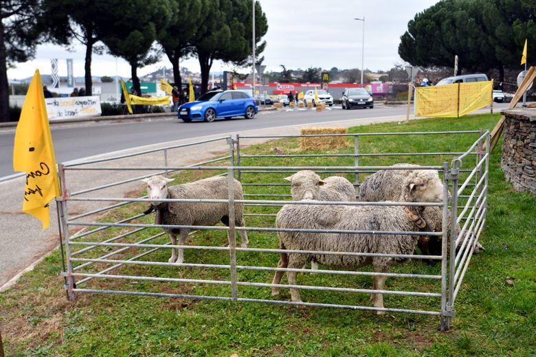 "Less Argentine beef, more Alesian beef": in Alès, the Peasant Confederation continues to fight against Mercosur