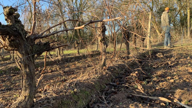 Nearly 450 sheep and goats spend the winter in the vineyards of the Agde plain