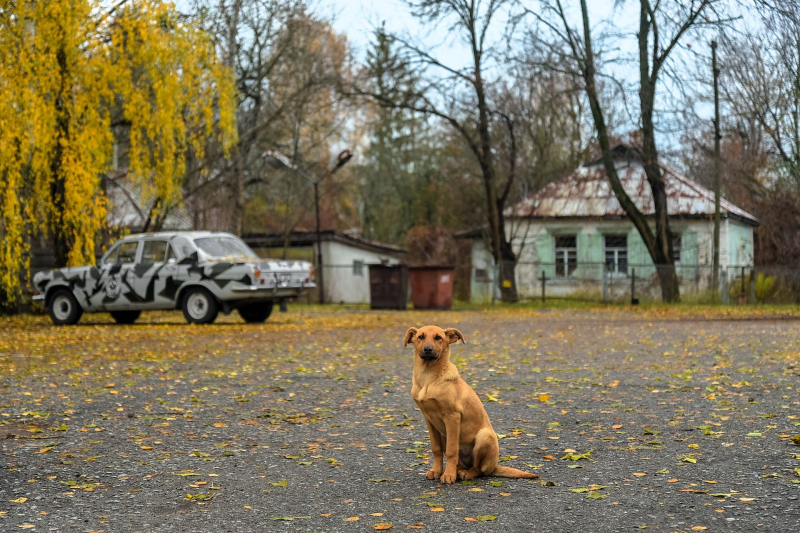 Mutant dogs from the Chernobyl zone hide a surprising genetic secret