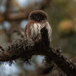 The reproduction of the pygmy owl, a miniature owl, observed for the first time in the Cévennes National Park