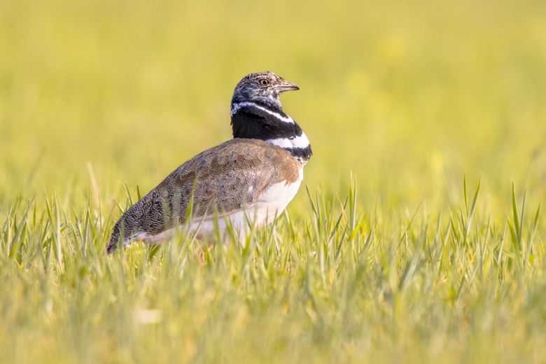 South Korea Crash: "It Can Be Very Spectacular," Why Birds Can Cause Air Disasters ?