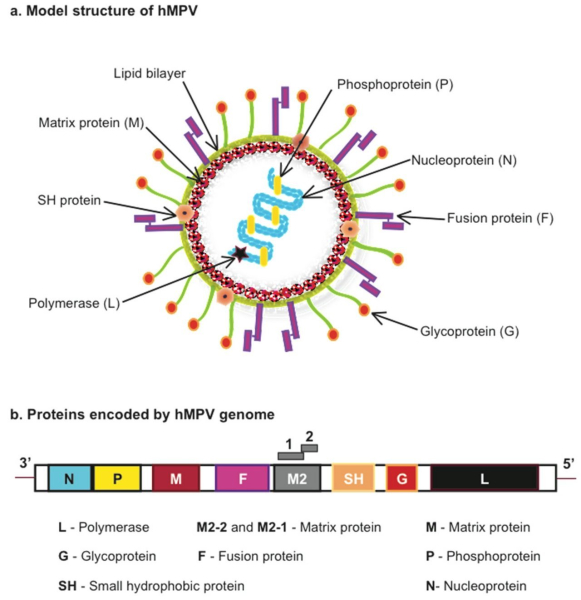 Après le COVID-19, faut-il s’inquiéter du metapneumovirus ?