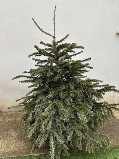 Christmas trees: we recycle!