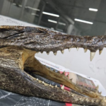 As he thought he was going to catch his plane, he was arrested and the authorities discovered a baby crocodile skull in his luggage.