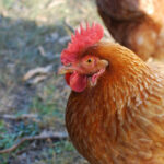 General meeting of the poultry club