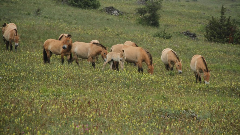 Chevaux de Przewalski : Takh lance un appel aux dons pour sauver l’association