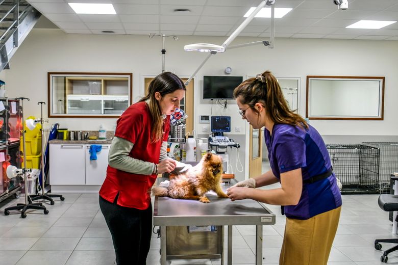 Veterinary clinic in Alès now open 24 hours a day with new emergency service at night