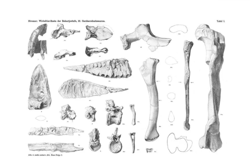 Une nouvelle espèce de dinosaure terrifiant refait surface après un siècle d'oubli