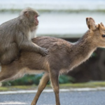 VIDEO. Des singes “à cheval’ sur des cerfs comme des cow-boys… ces scènes de rodéo qui intriguent les scientifiques