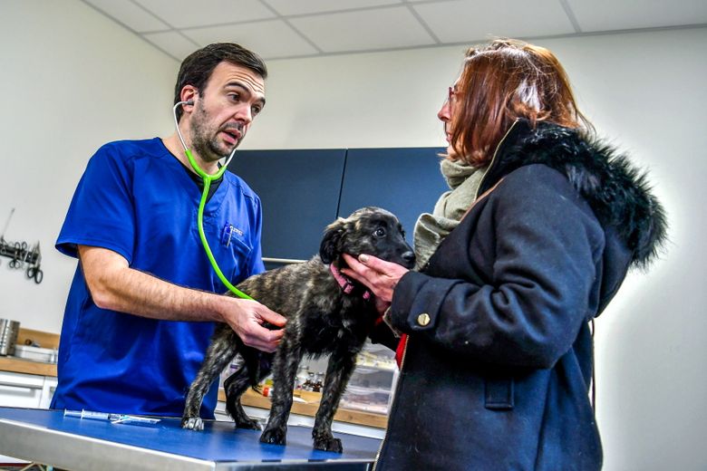 Veterinary clinic in Alès now open 24 hours a day with new emergency service at night