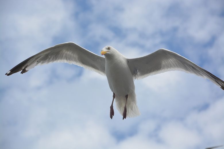 South Korea Crash: "It Can Be Very Spectacular," Why Birds Can Cause Air Disasters ?