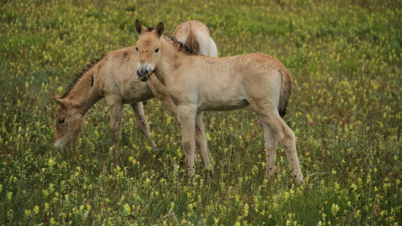 Chevaux de Przewalski : Takh lance un appel aux dons pour sauver l’association