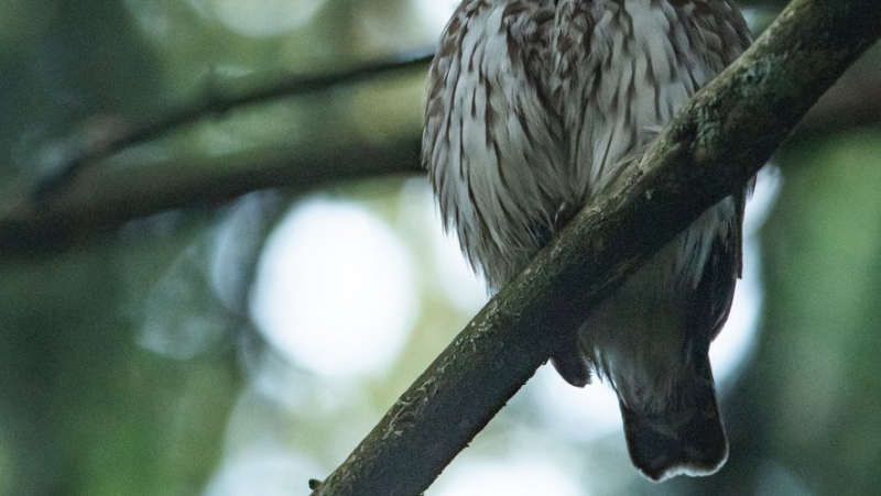 The reproduction of the pygmy owl, a miniature owl, observed for the first time in the Cévennes National Park