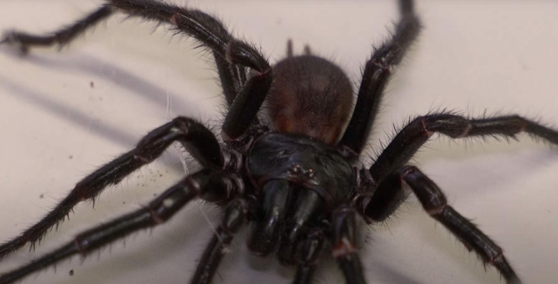 Big Boy: the new giant and ultra-venomous spider discovered in Australia